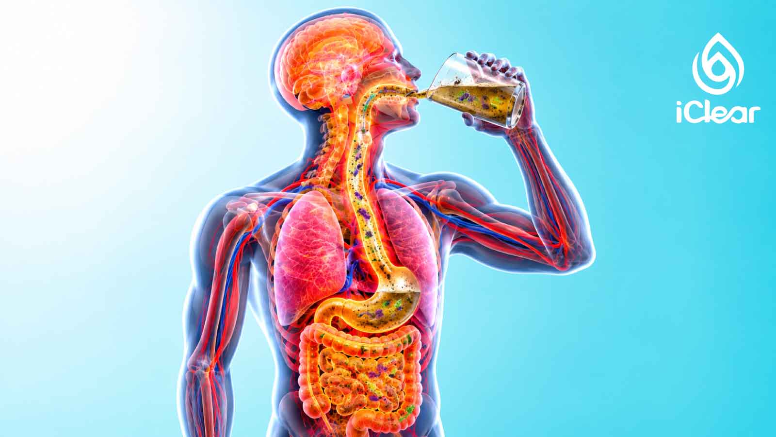 What Happens to Your Body After Years of Drinking Contaminated Water